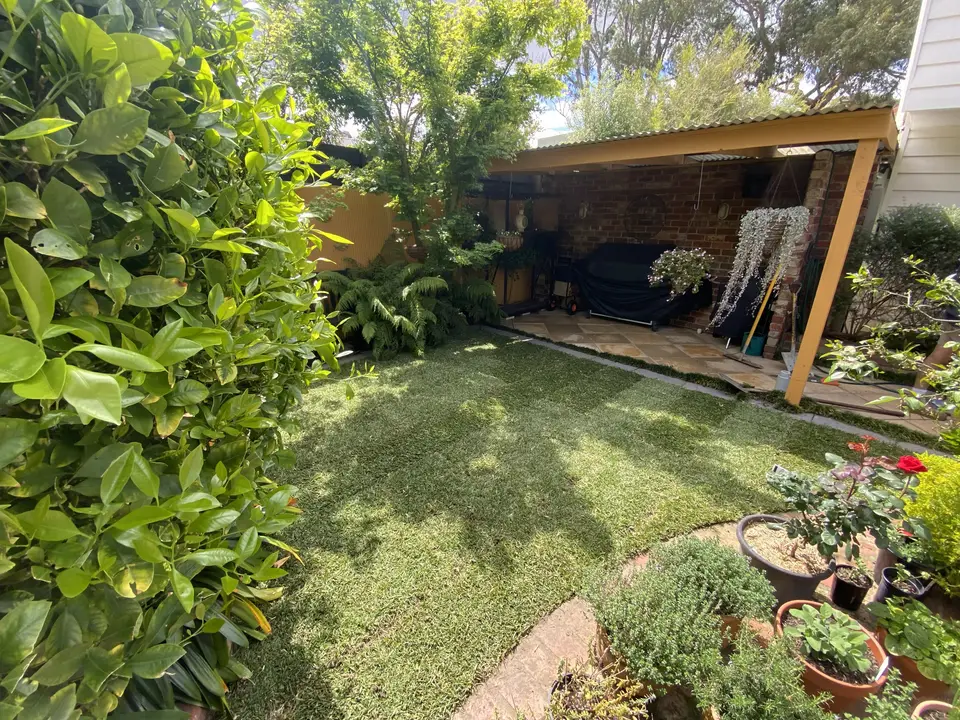 Beaumaris: New lawn through an established garden, photo 1 of 4