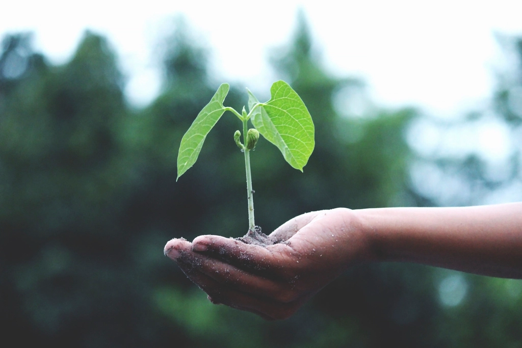 Hand holding a young seedling